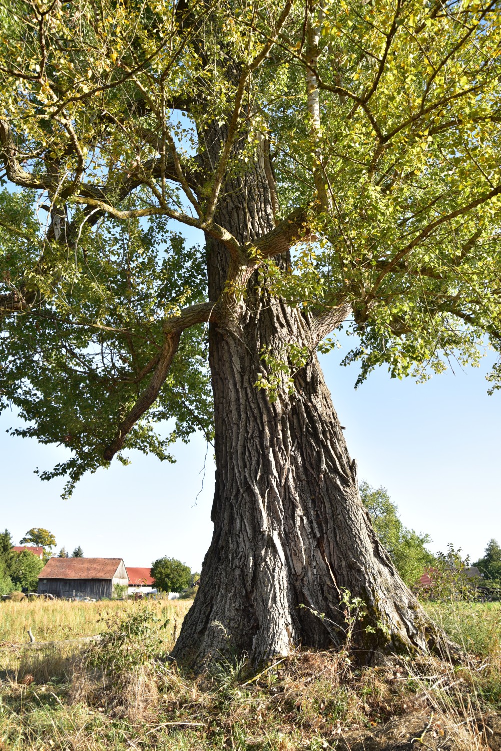 Populus × canadensis - Neuendorf - 2018