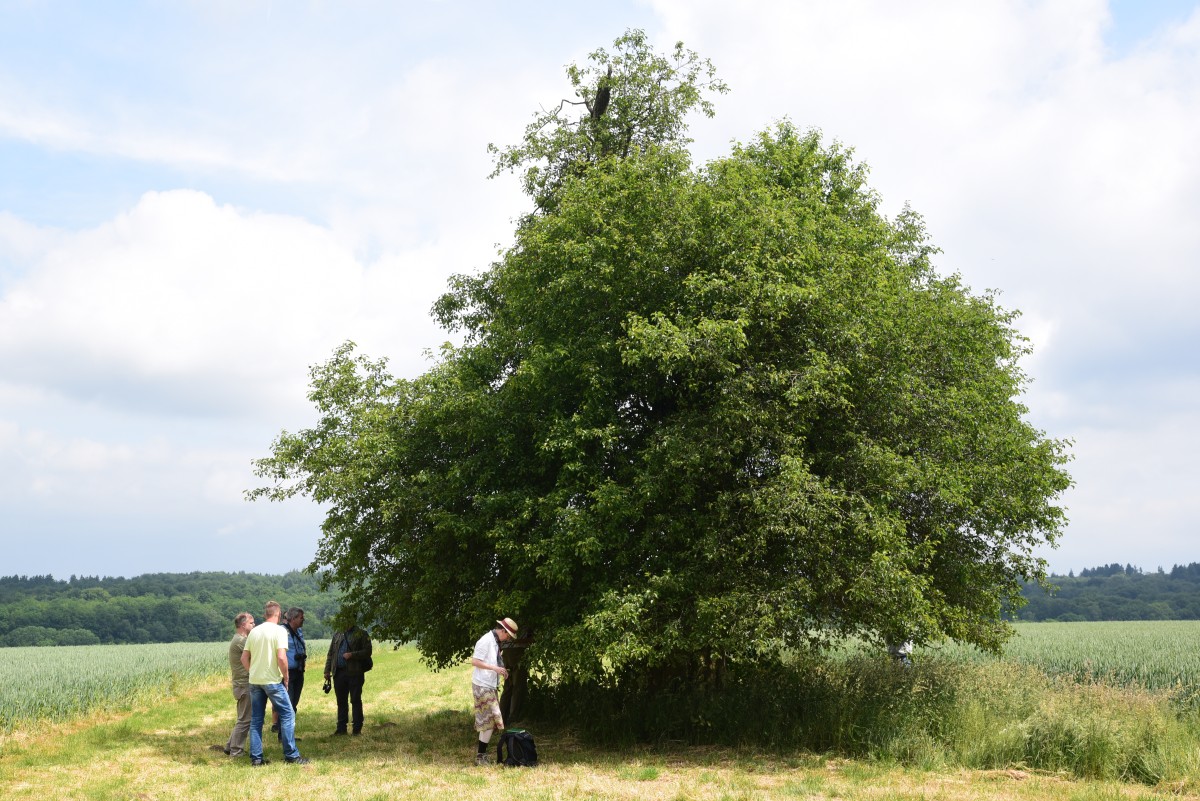 Malus sylvestris - Beberbeck - Juni 2015 DDG Regionalexkursion Kassel