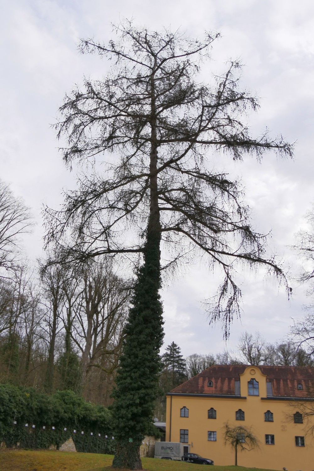 Larix decidua - Regensburg - 2020