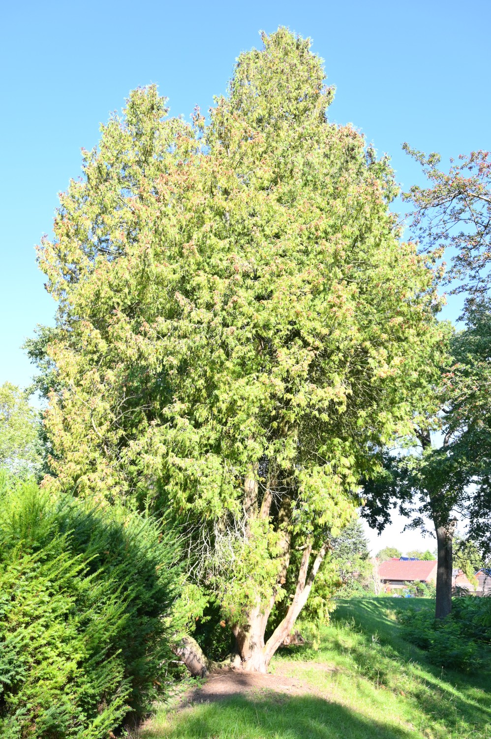 Thuja occidentalis - Frauendorf - 2020