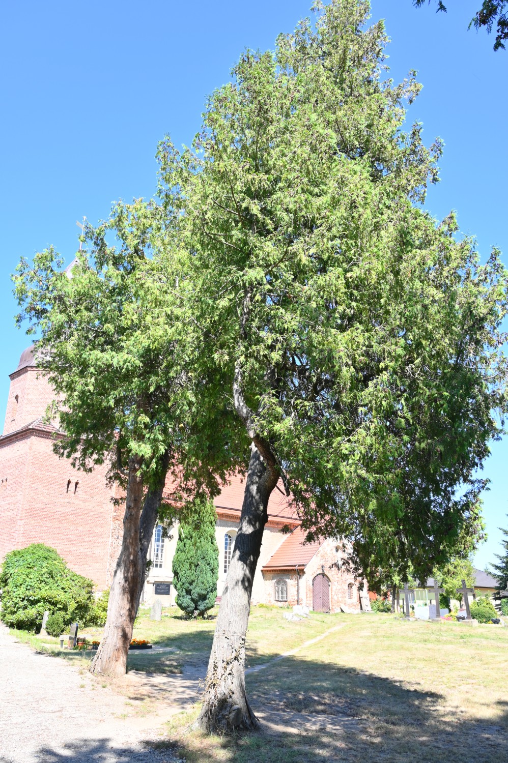Thuja occidentalis - Laubst - 2020