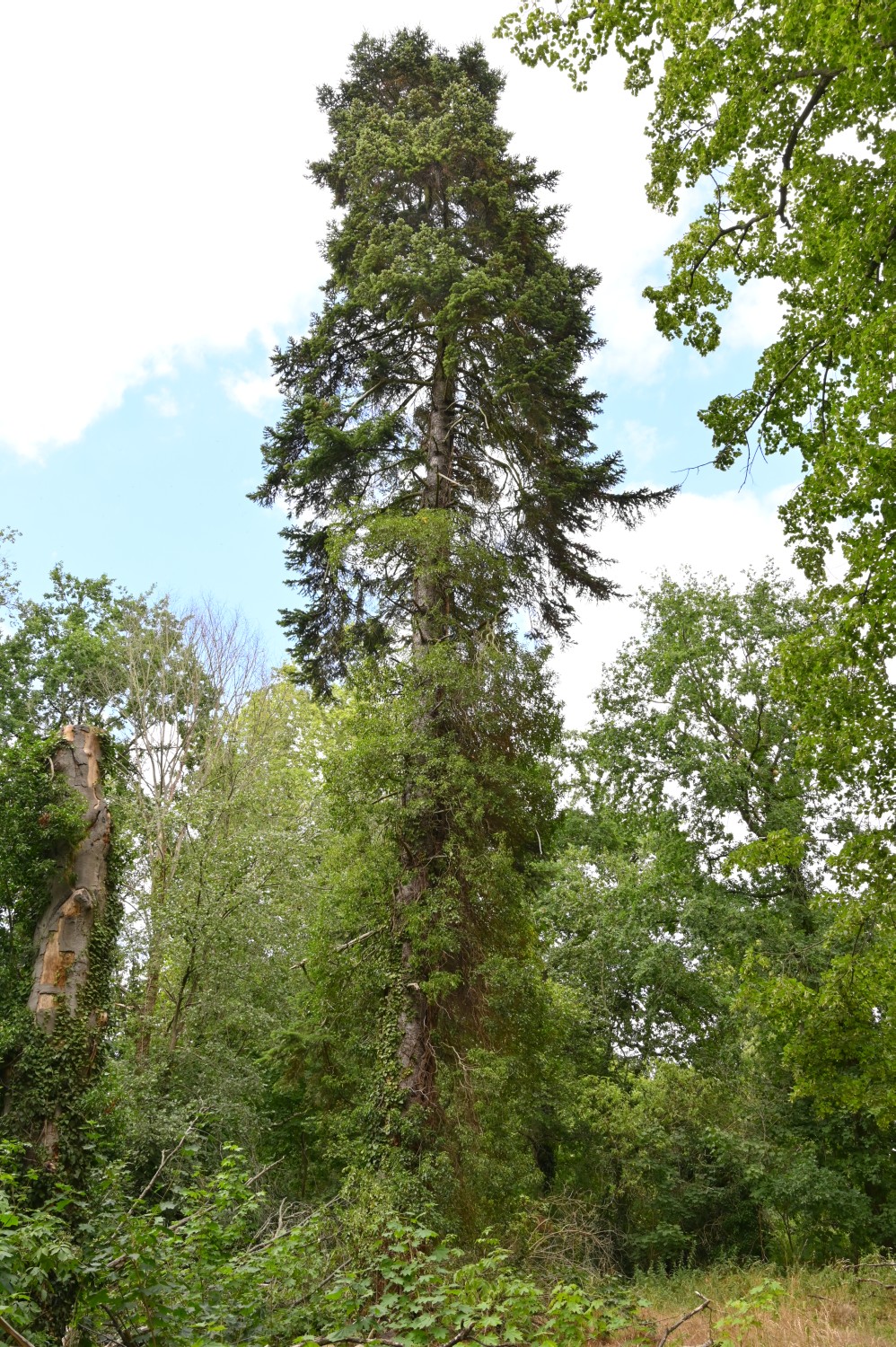 Abies nordmanniana - Golßen - 2020
