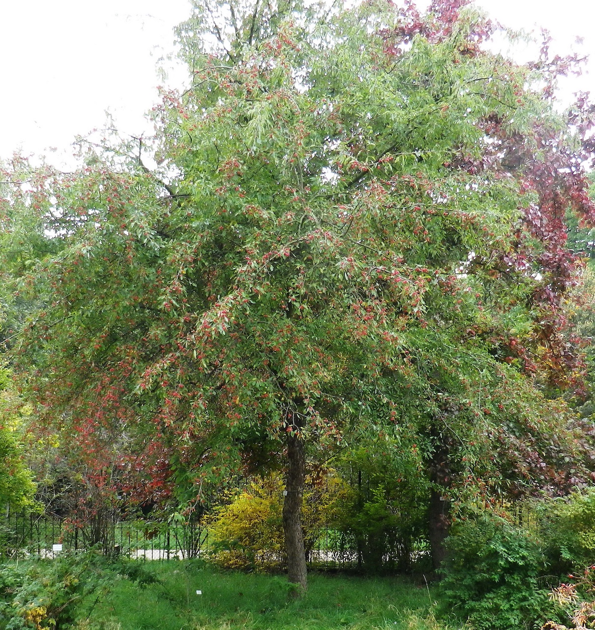 Malus toringoides - Dresden Botanischer Garten - Oktober 2012