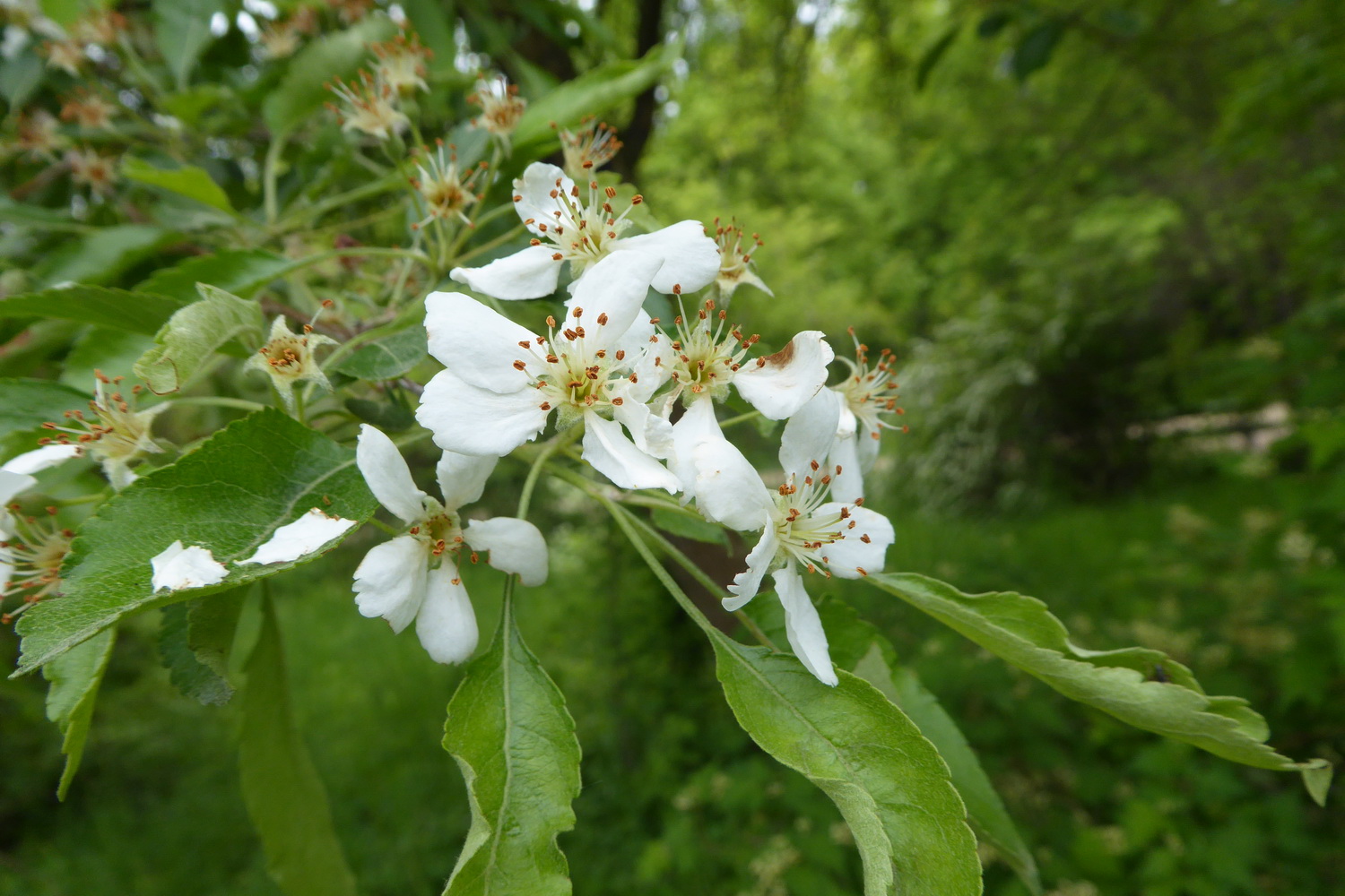 Malus toringoides - Dresden Botanischer Garten - Mai 2019