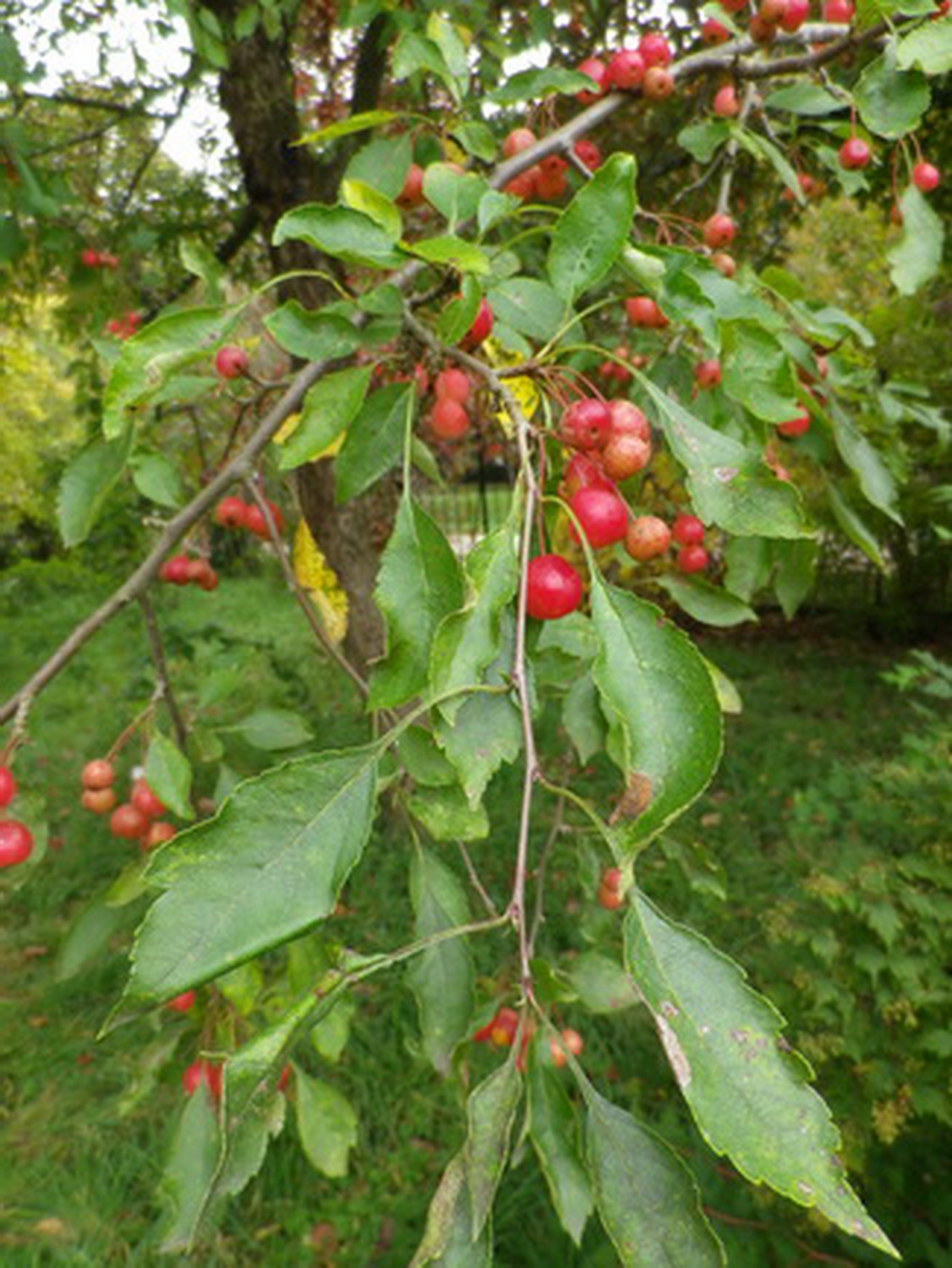 Malus toringoides - Dresden Botanischer Garten - Oktober 2012