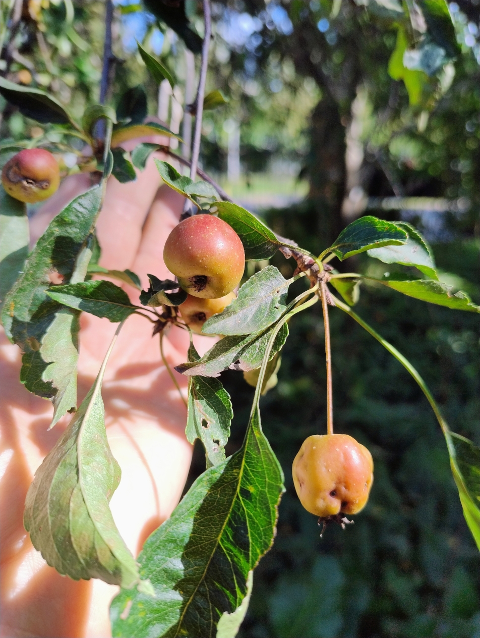 Malus × gloriosa 'Echtermeyer' - Dresden Botanischer Garten - Sept. 2025