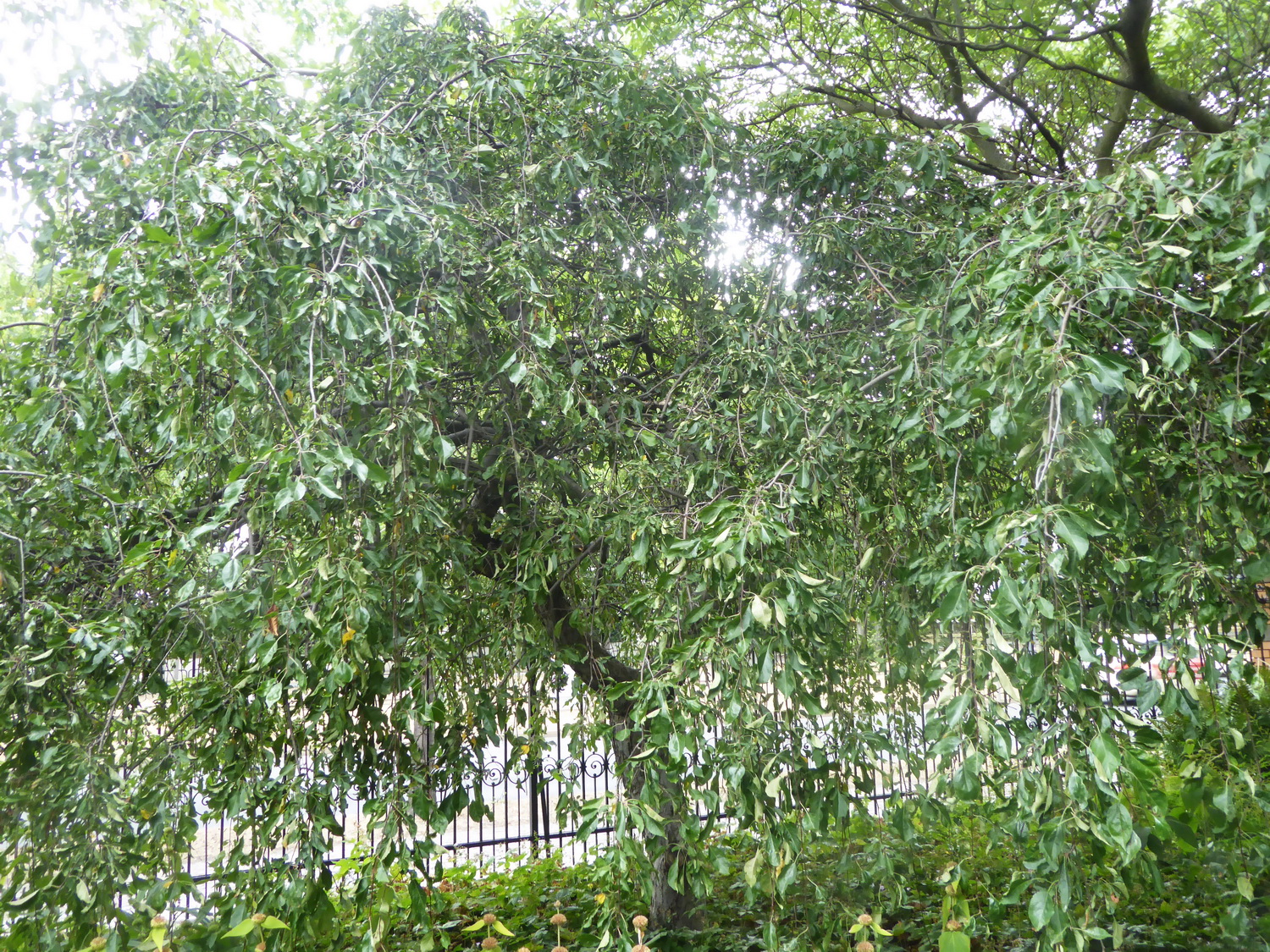 Malus × gloriosa 'Echtermeyer' - Dresden Botanischer Garten - August 2022