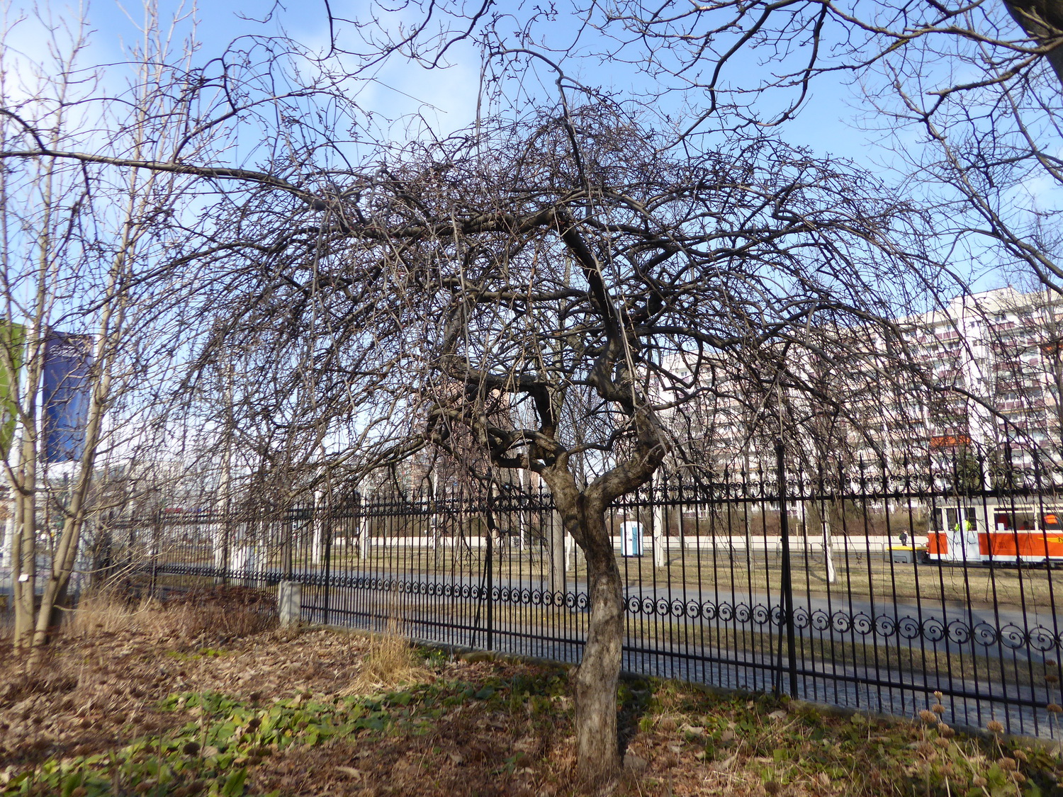 Malus × gloriosa 'Echtermeyer' - Dresden Botanischer Garten - März 2022