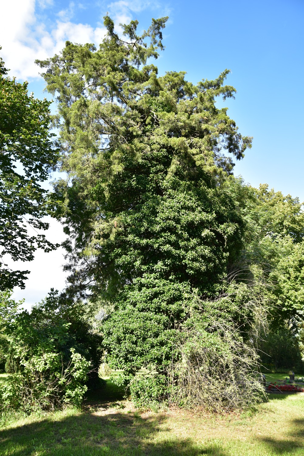Juniperus virginiana - Königshorst - 2017
