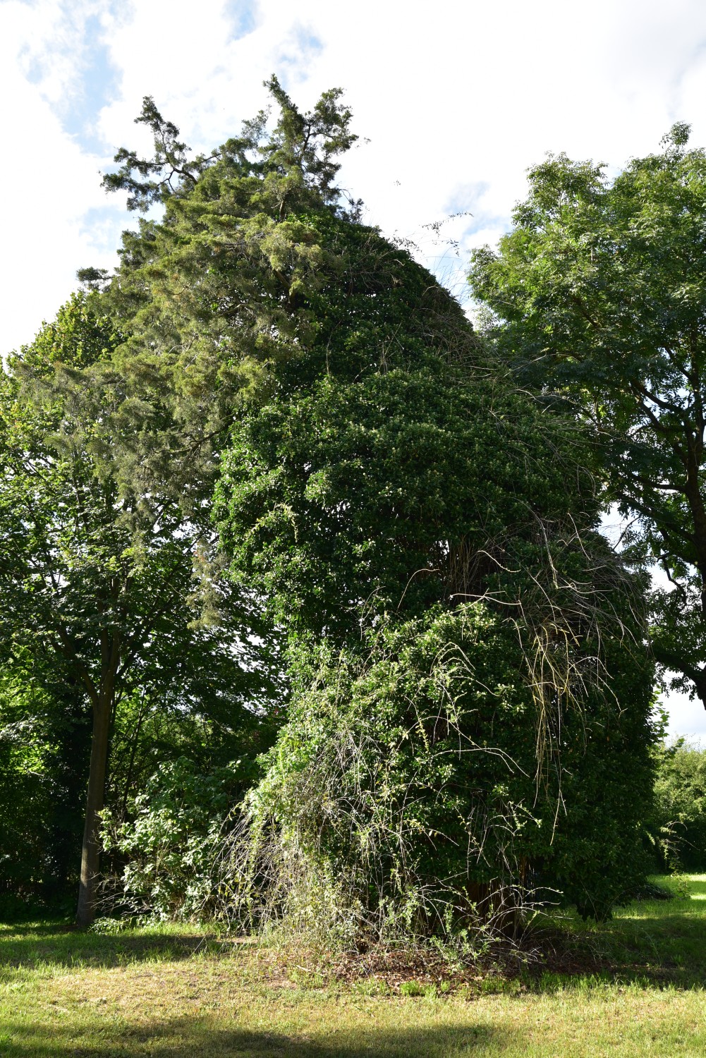 Juniperus virginiana - Königshorst - 2017