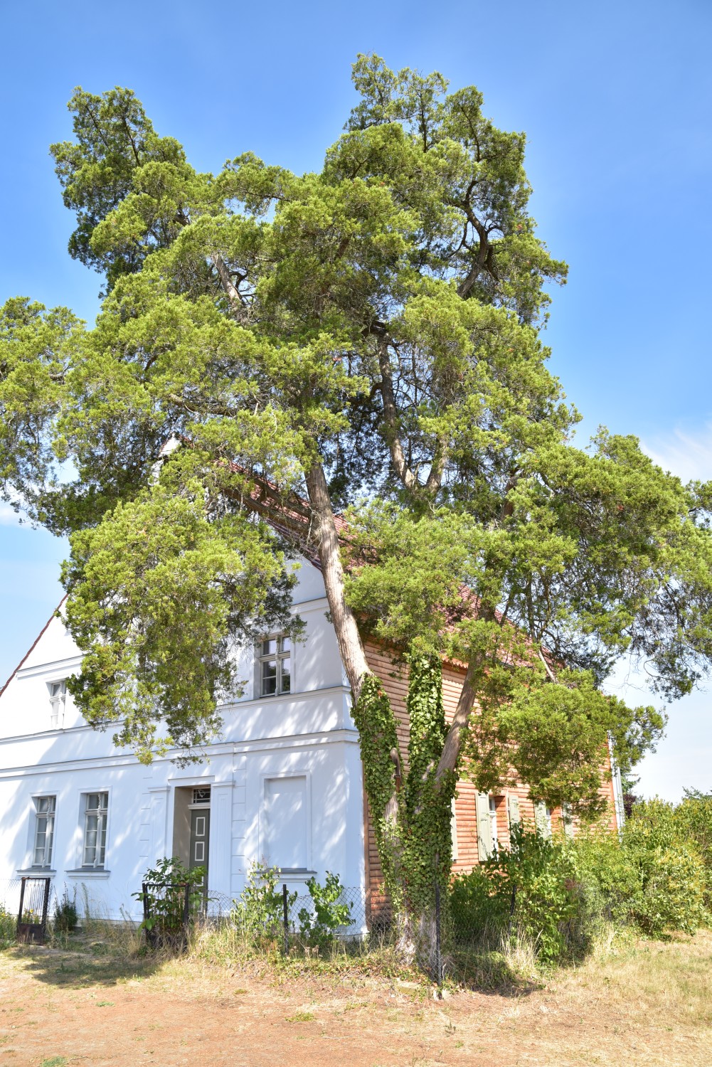 Juniperus virginiana - Dippmannsdorf - 2018