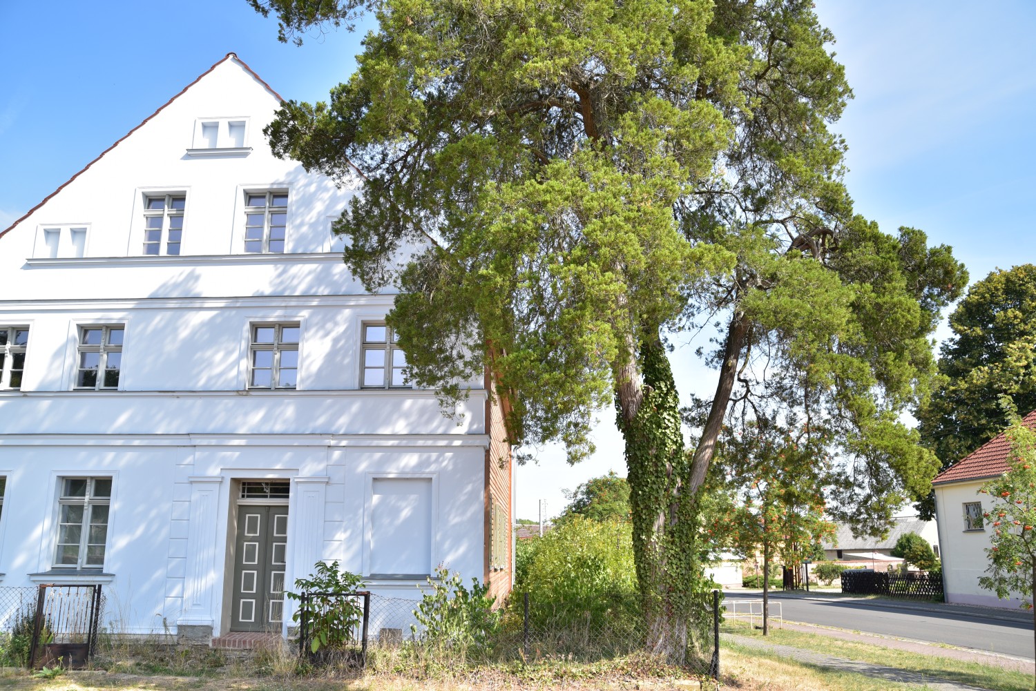Juniperus virginiana - Dippmannsdorf - 2018