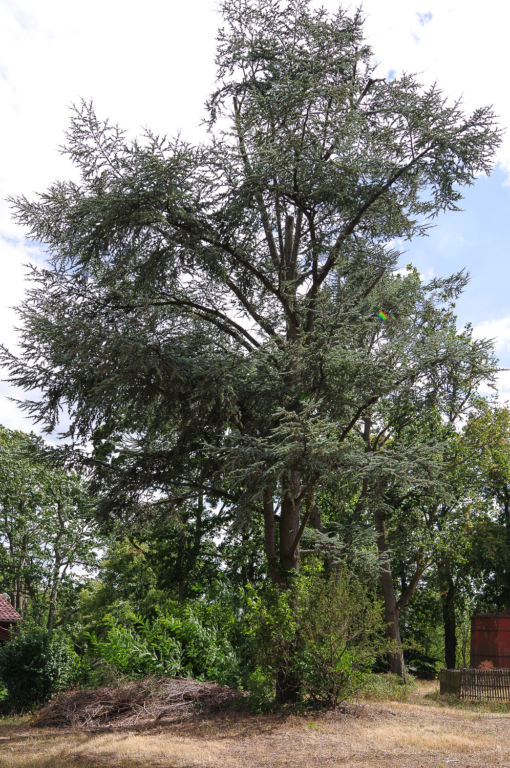 Cedrus atlantica 'Glauca' - Berlin Alt-Gatow - 2020