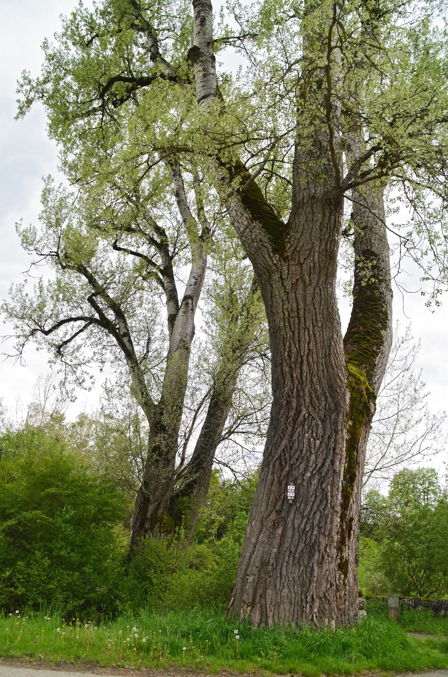 Populus alba - Hechingen-Weilheim - 2016