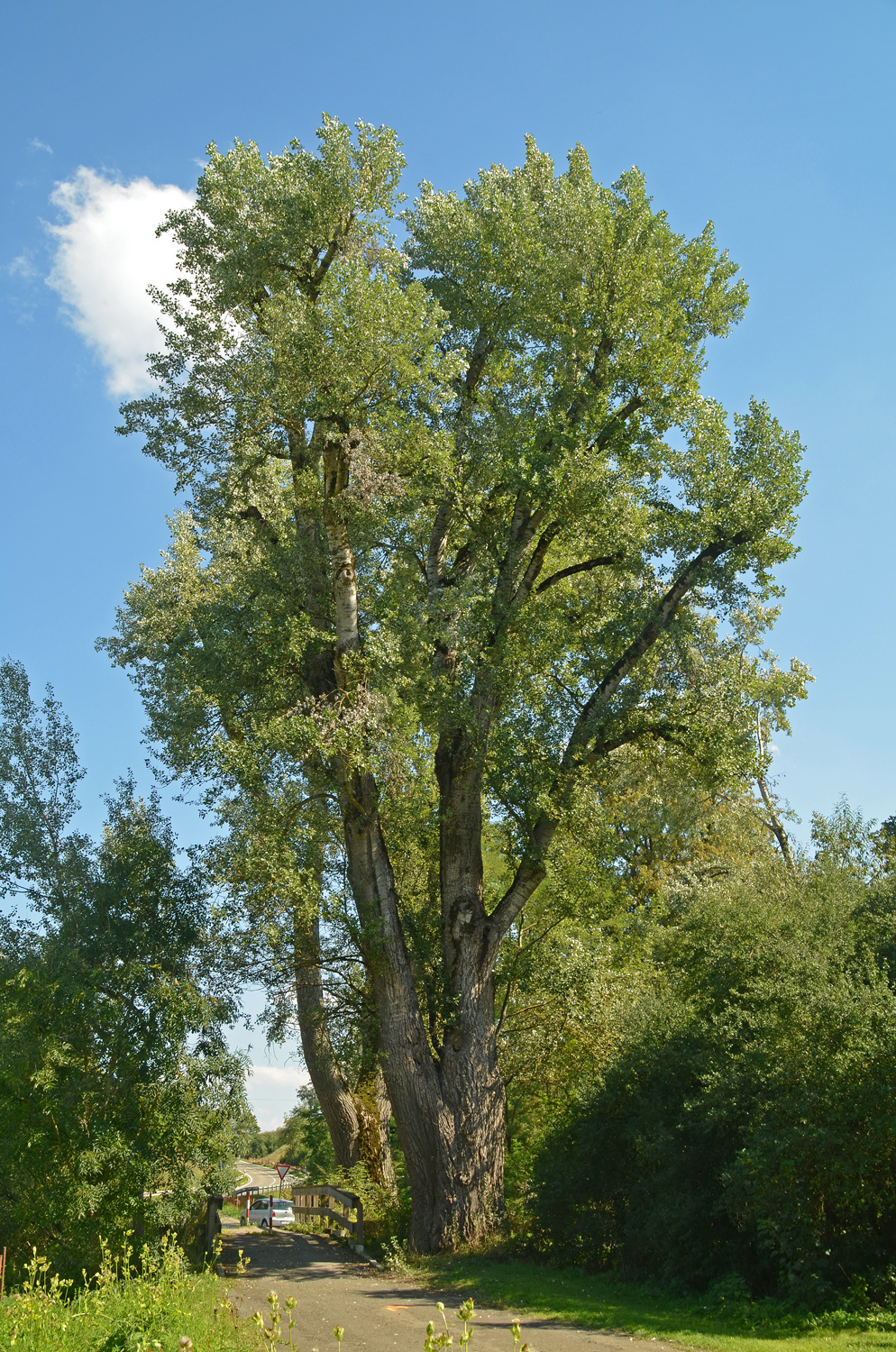 Populus alba - Hechingen-Weilheim - Sept. 2023