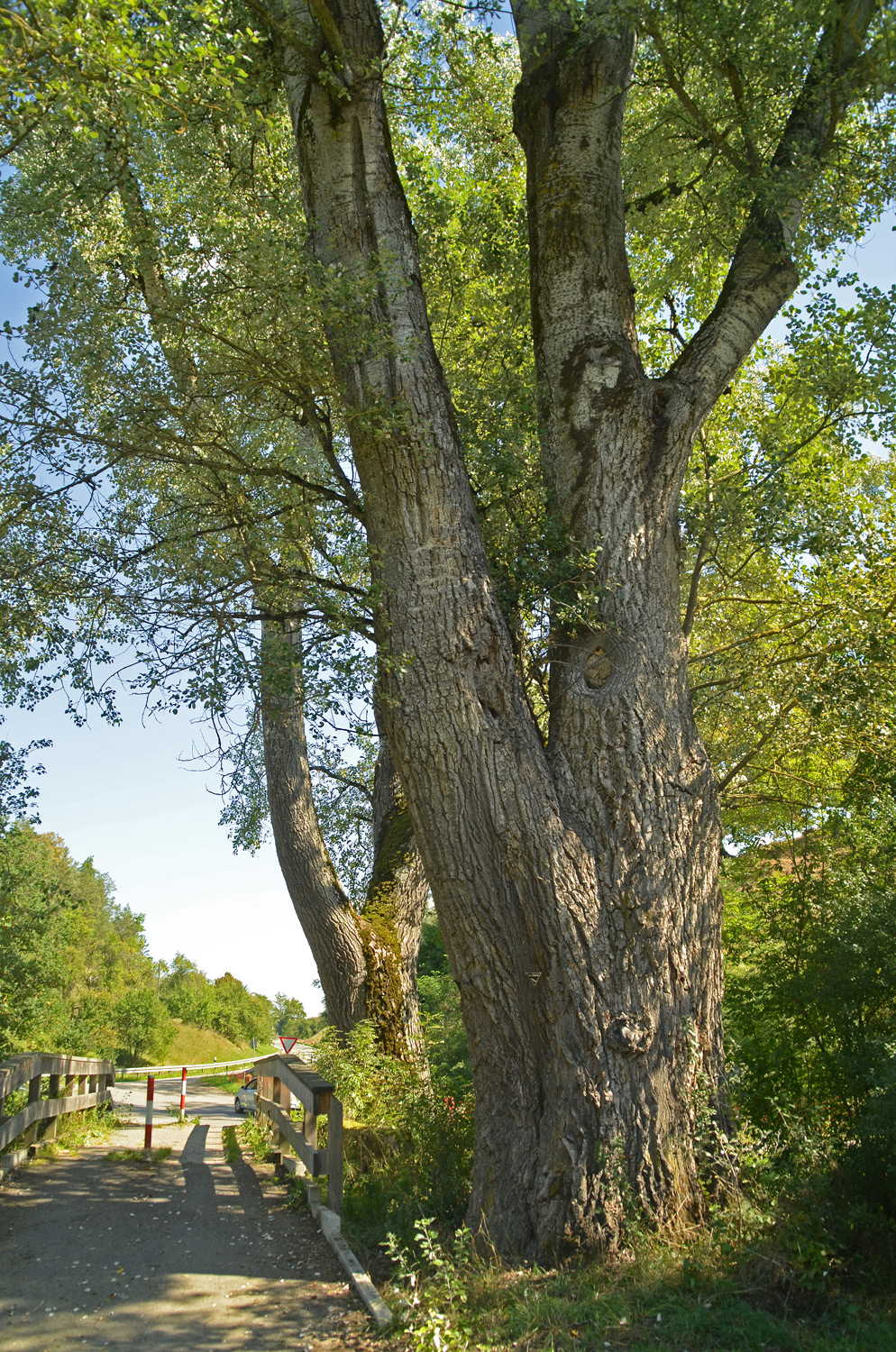 Populus alba - Hechingen-Weilheim - Sept. 2023