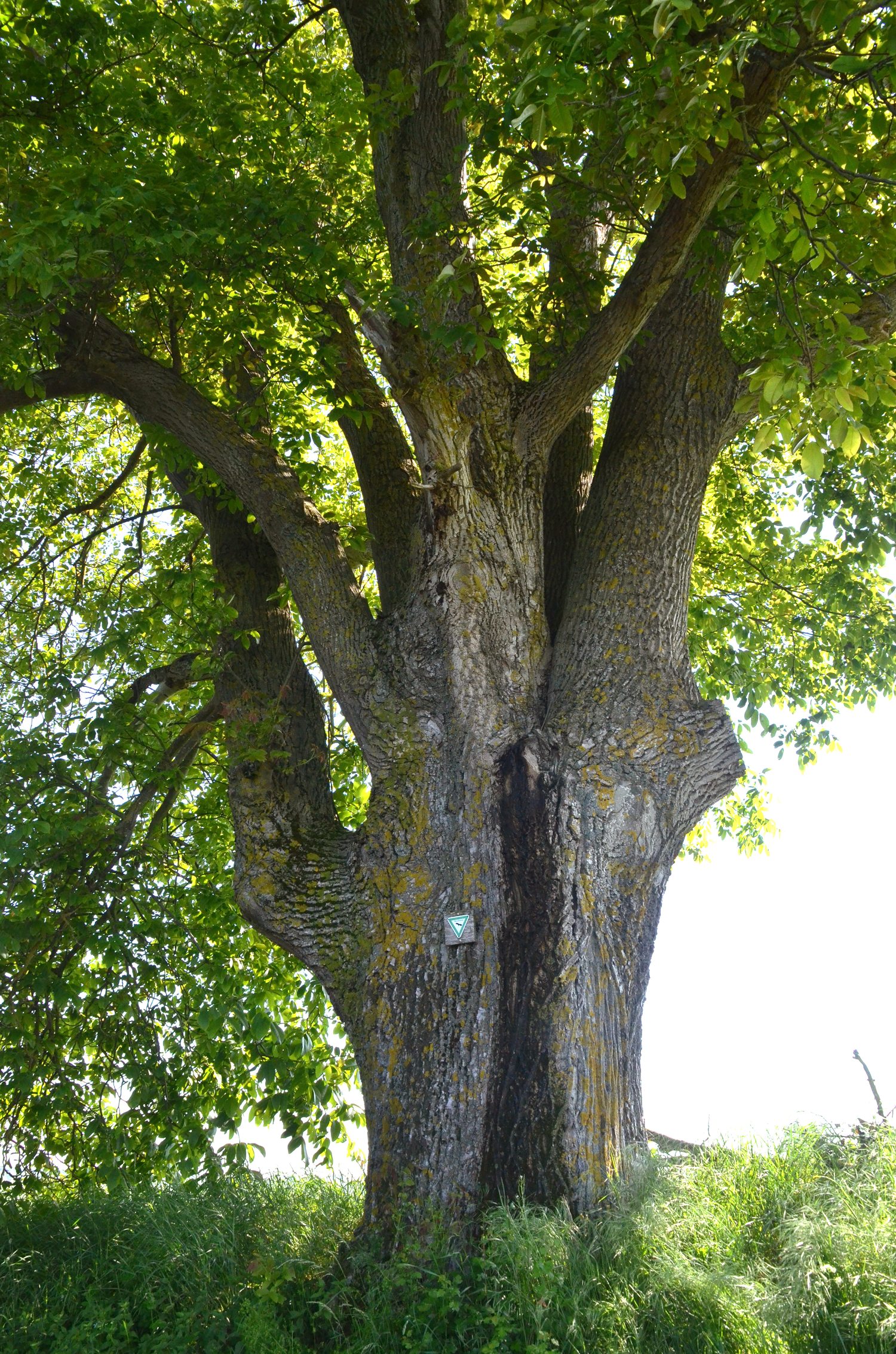 Juglans regia - Eutingen im Gäu - 2018