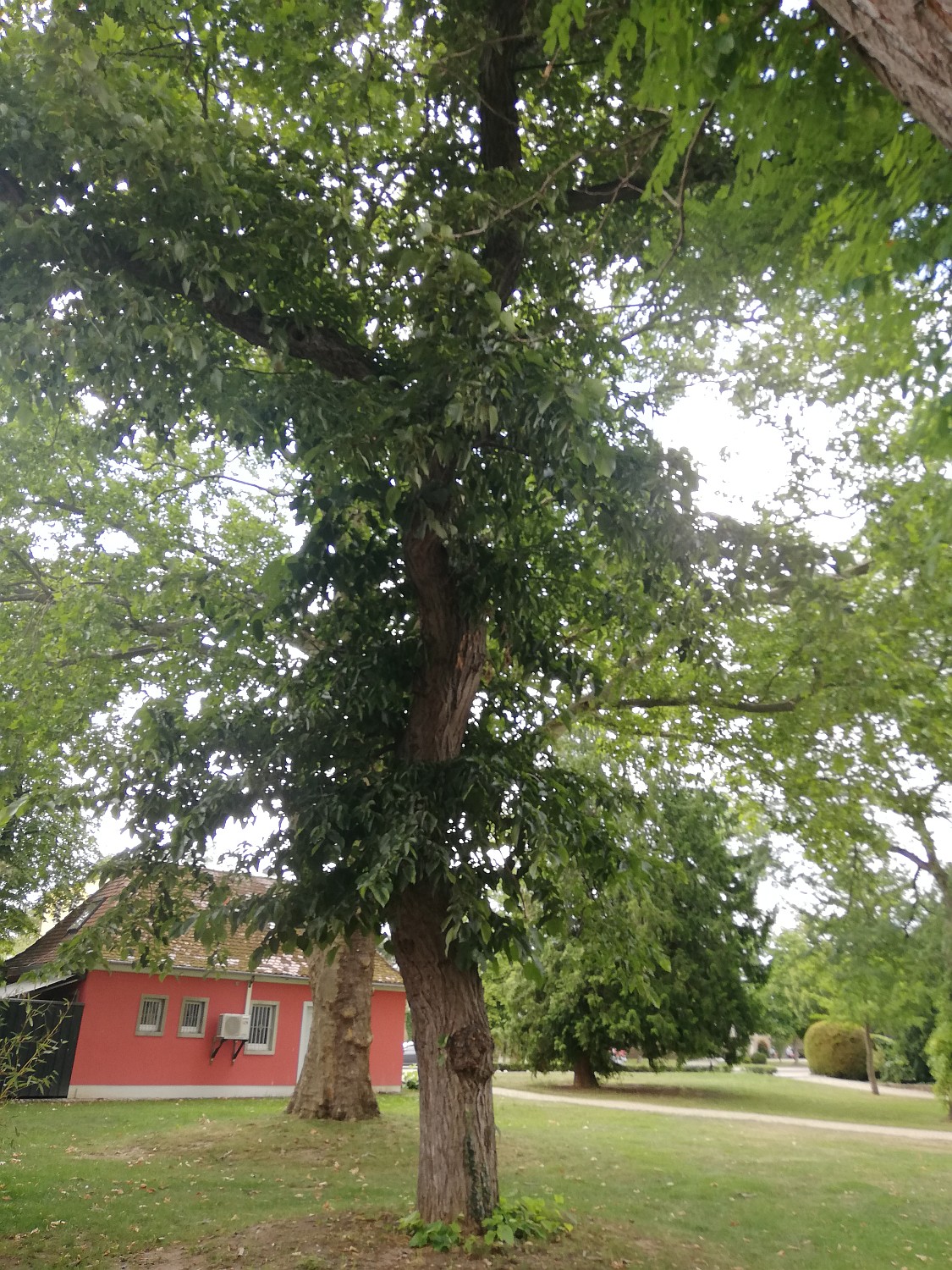 Tilia × moltkei - Kitzingen - 2020