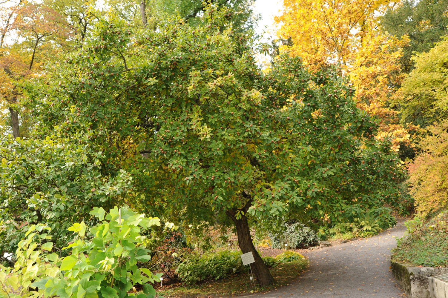 Mispel - Botanischer Garten Jena - 2012