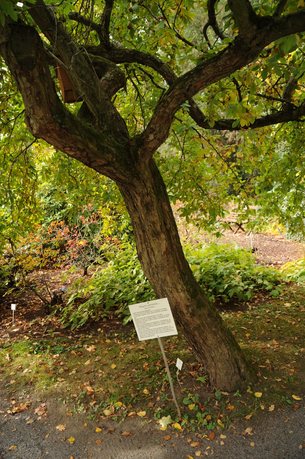 Mispel - Botanischer Garten Jena - 2012