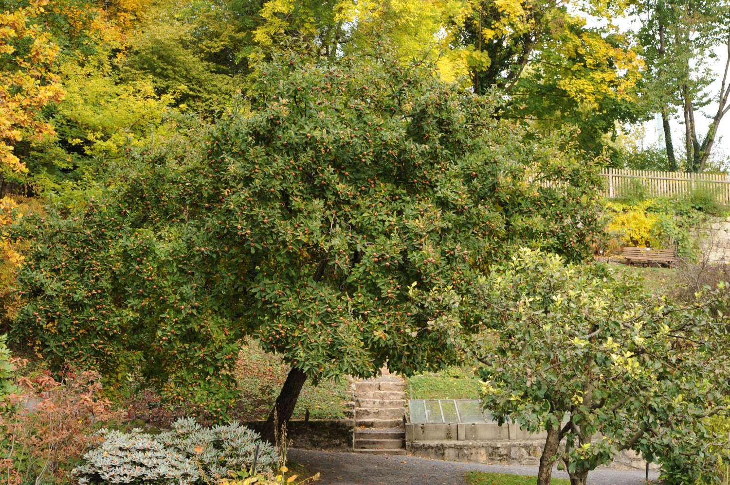Mispel - Botanischer Garten Jena - 2012