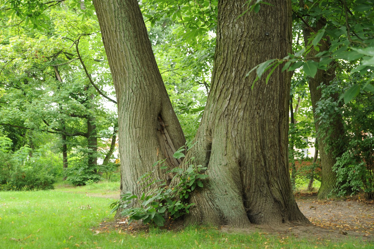 Castanea sativa - Bad Wilsnack - 2011