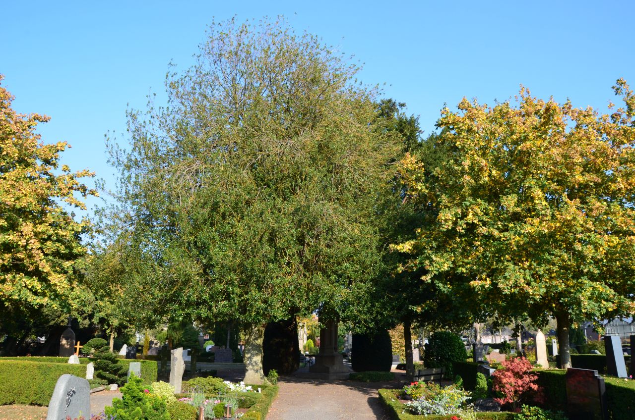 Ilex aquifolium - Wankum - 2020