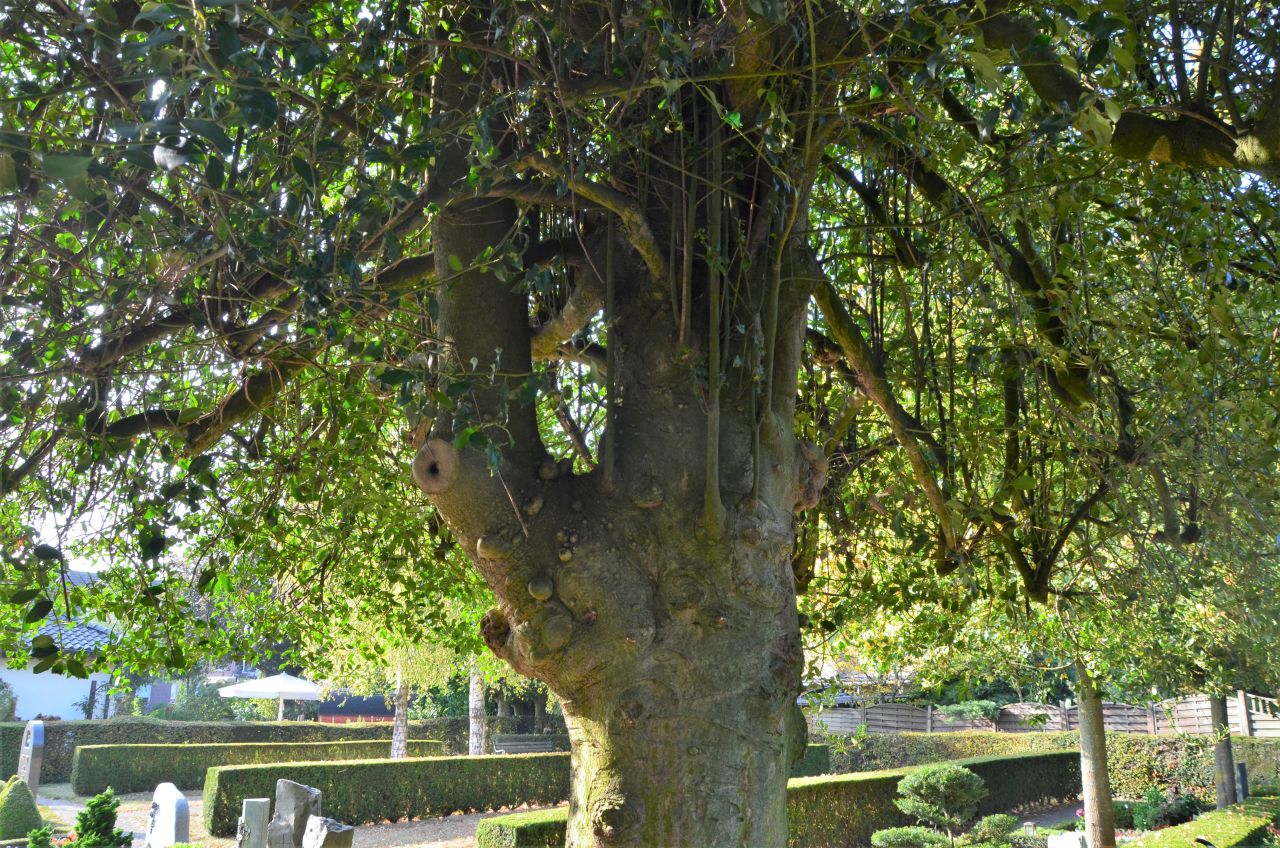 Ilex aquifolium - Wankum - 2020