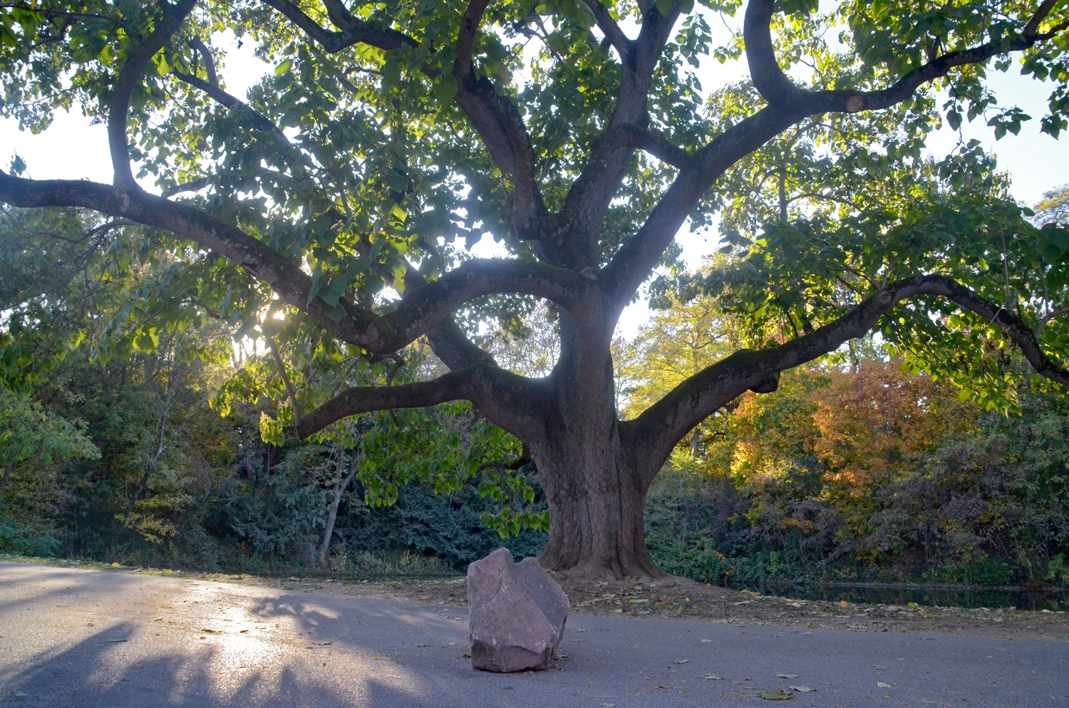 Paulownia tomentosa - Stuttgart - 2018