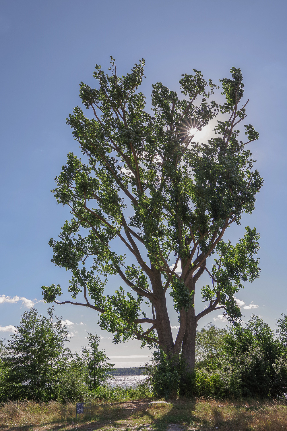 Populus × canadensis - Berlin Kladow - 2020