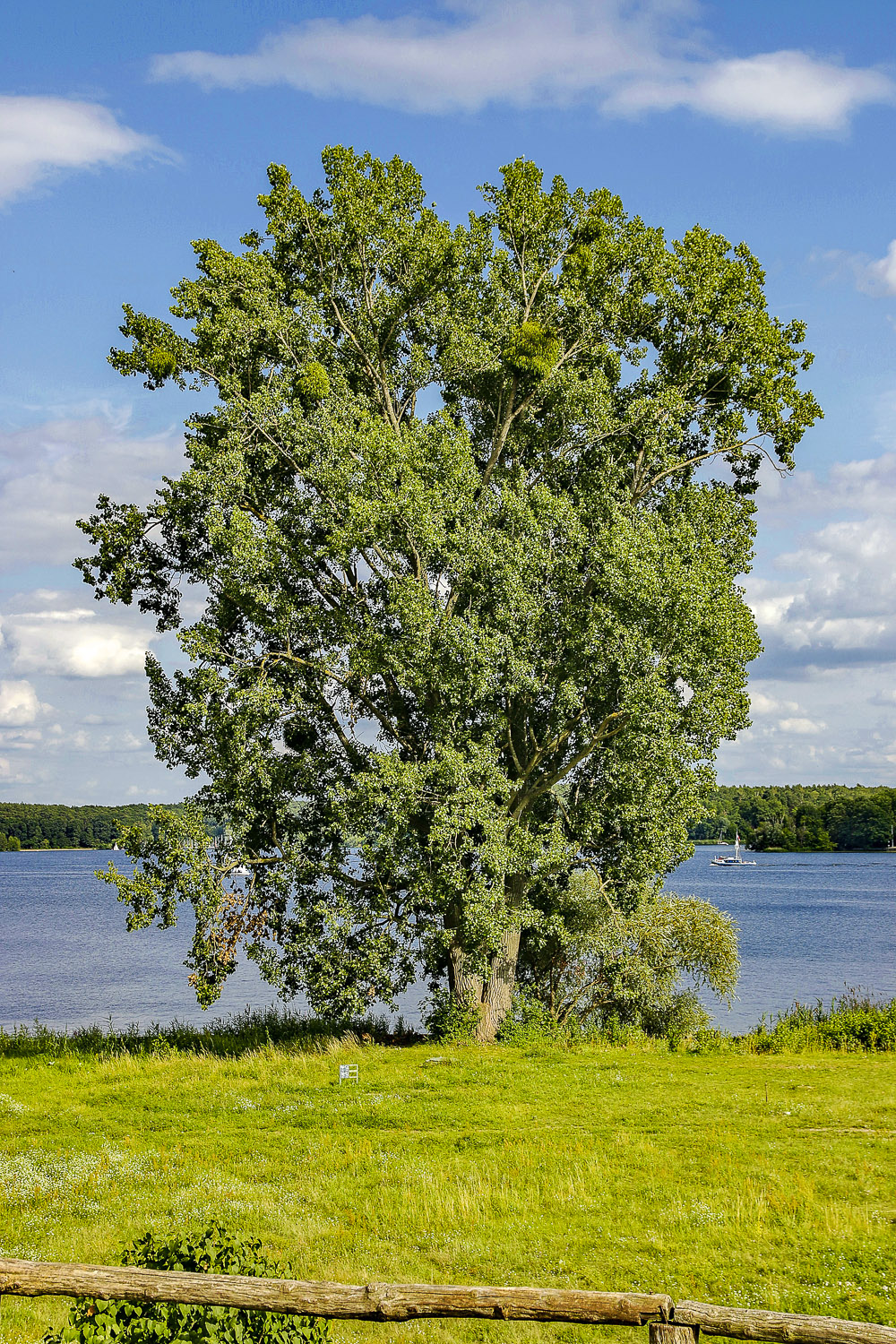 Populus × canadensis - Berlin Kladow - 2020