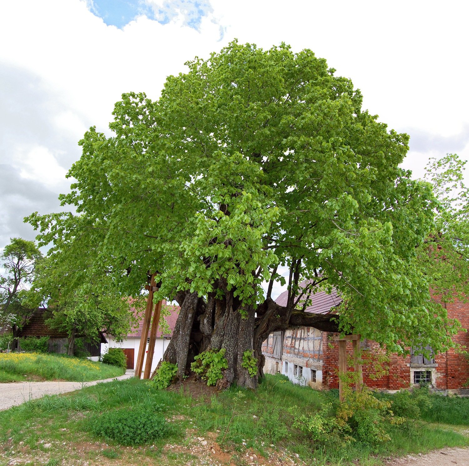 Tilia platyphyllos - Ehingen an der Donau - 2008