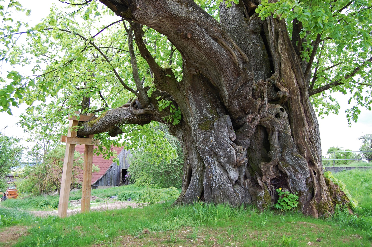 Tilia platyphyllos - Ehingen an der Donau - 2008