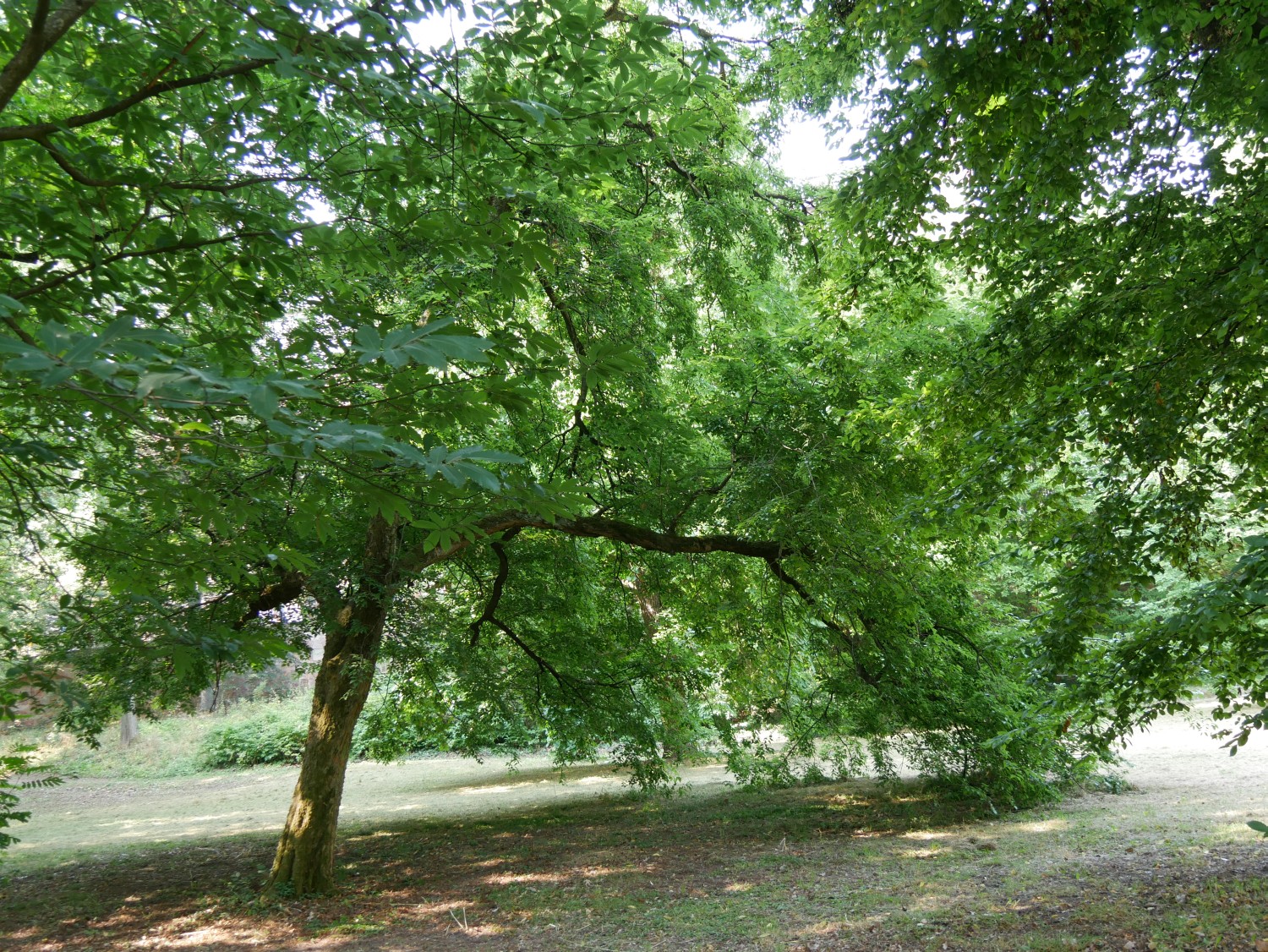 Celtis occidentalis - Marburg - 2020