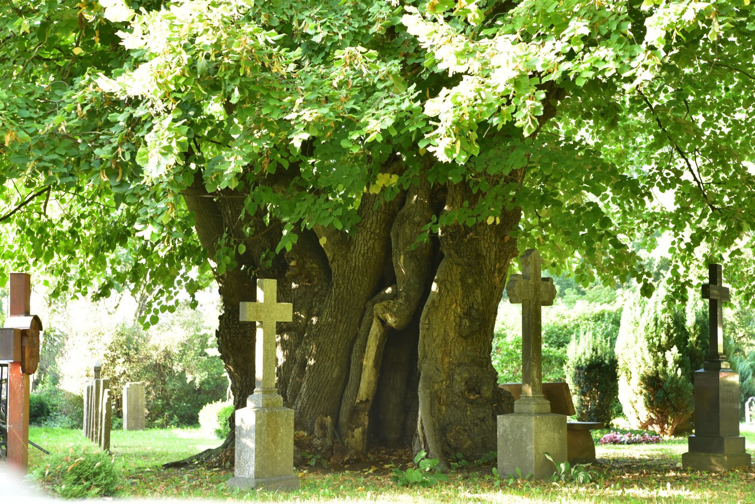 Tilia platyphyllos - Dersekow - 2015