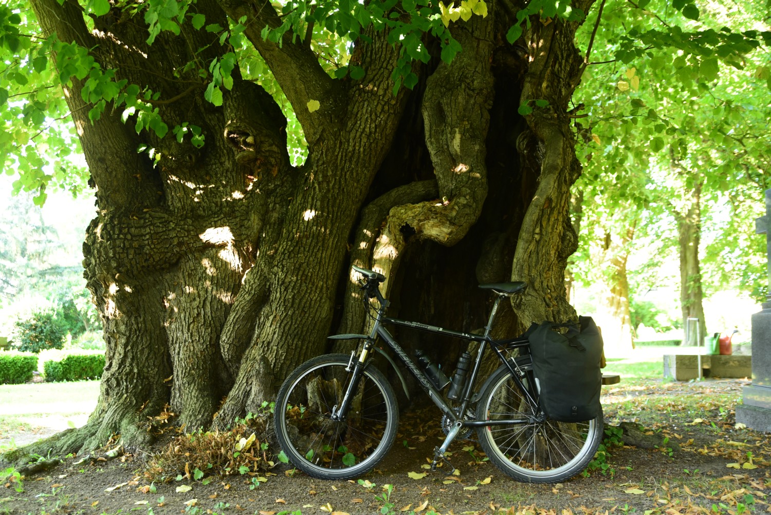 Tilia platyphyllos - Dersekow - 2015