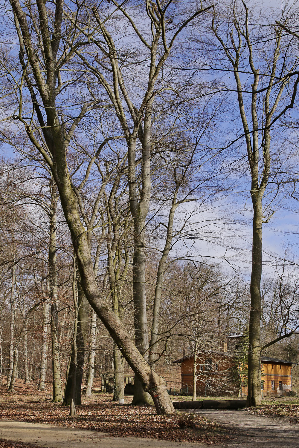 Acer pseudoplatanu 'Leopoldii' - Berlin Wannsee