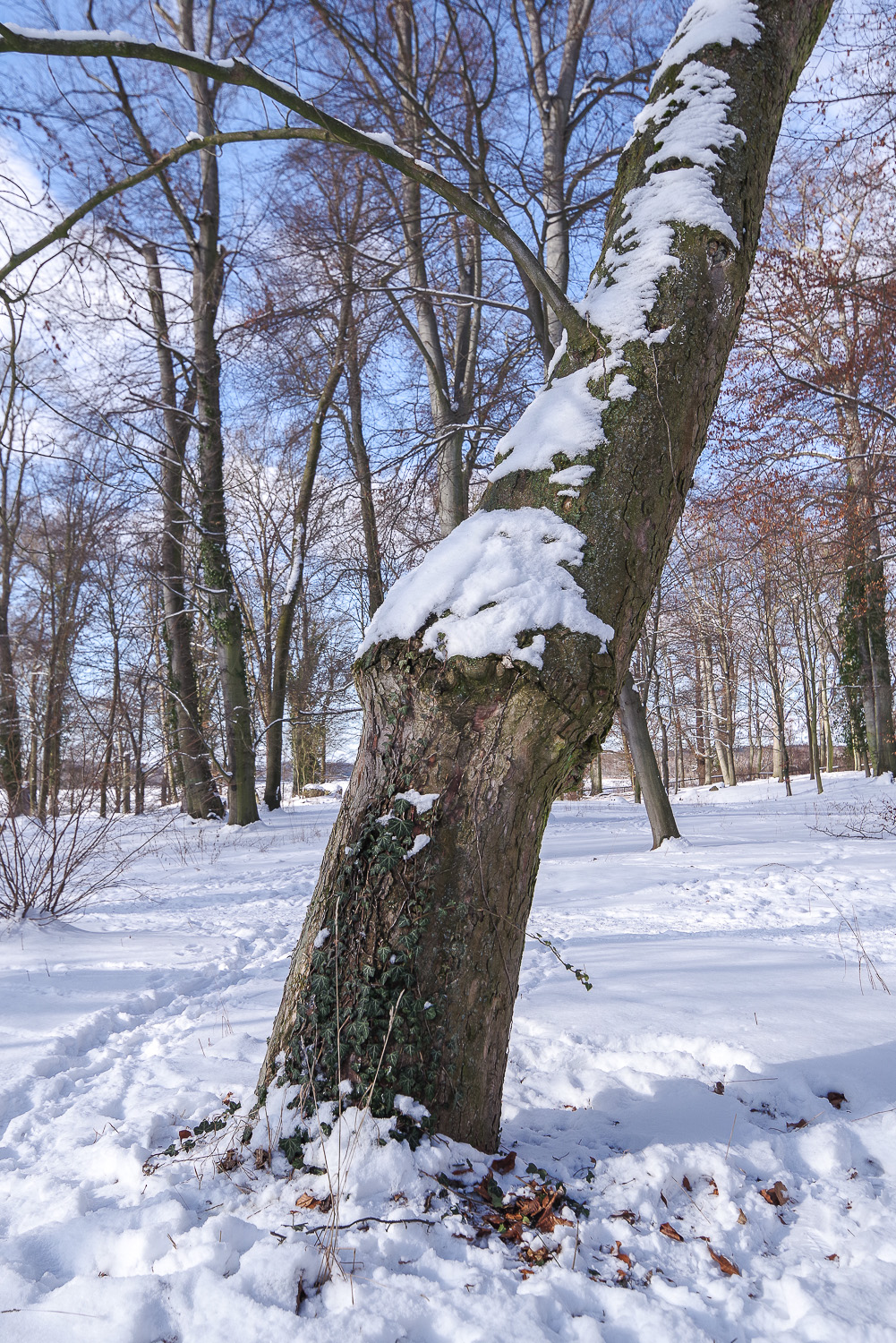 Acer pseudoplatanu 'Leopoldii' - Berlin Wannsee