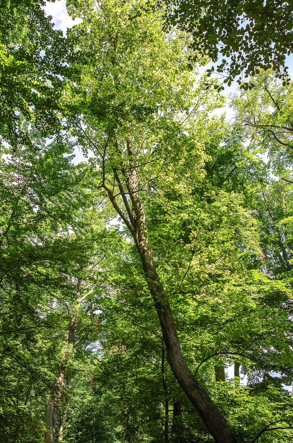 Acer pseudoplatanu 'Leopoldii' - Berlin Wannsee