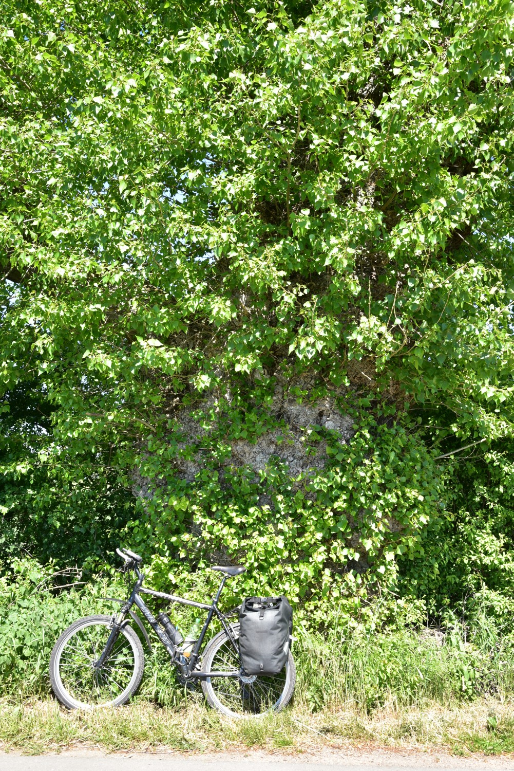 Populus nigra - Preddöhl - 2021