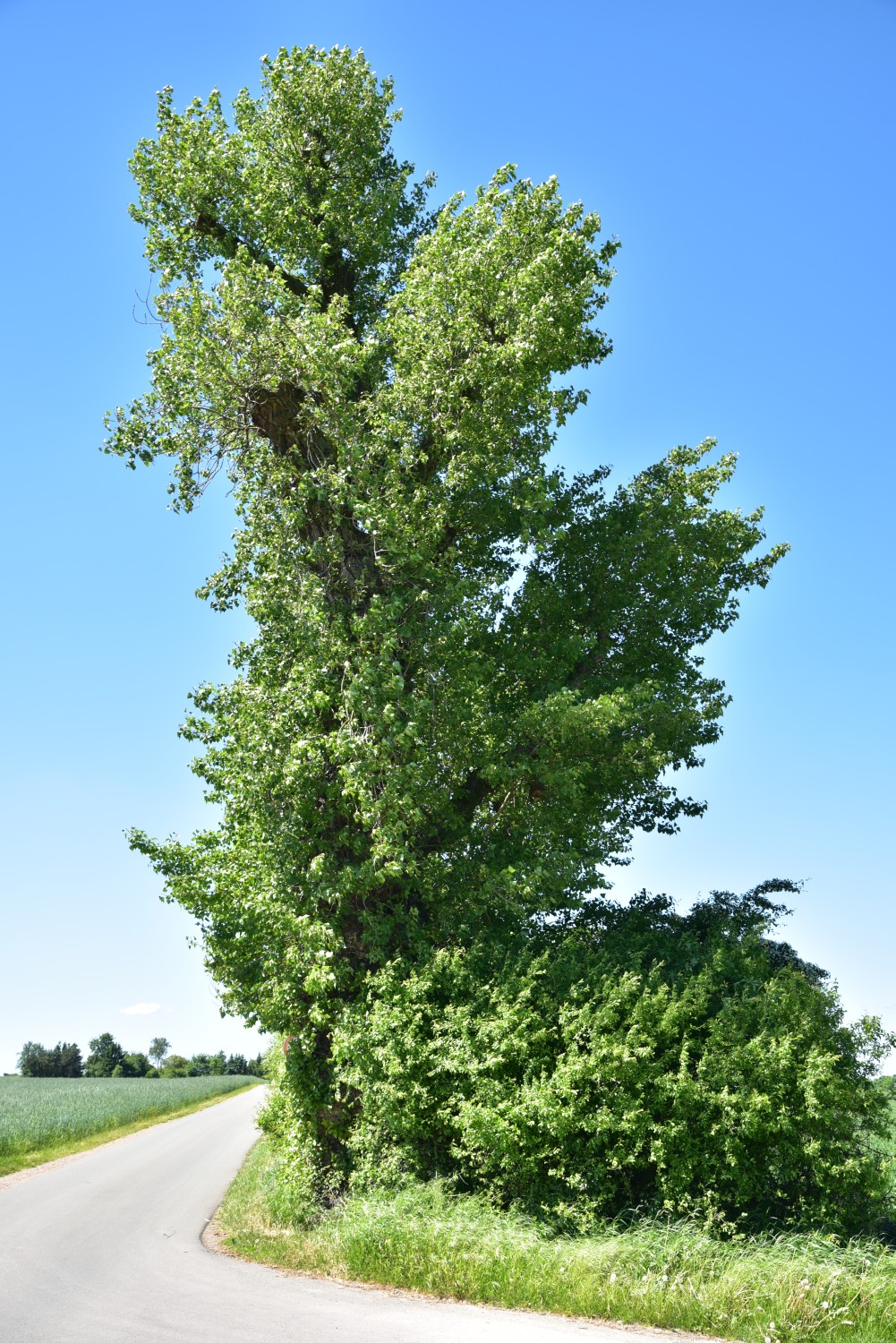 Populus nigra - Preddöhl - 2021