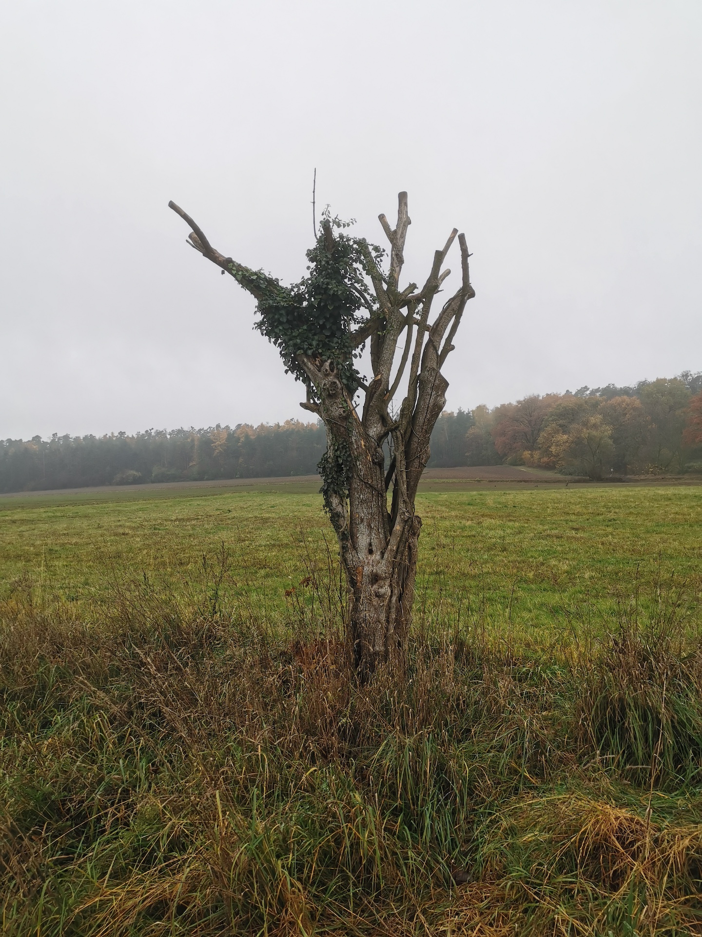 Cornus mas - Schwabach - September 2025