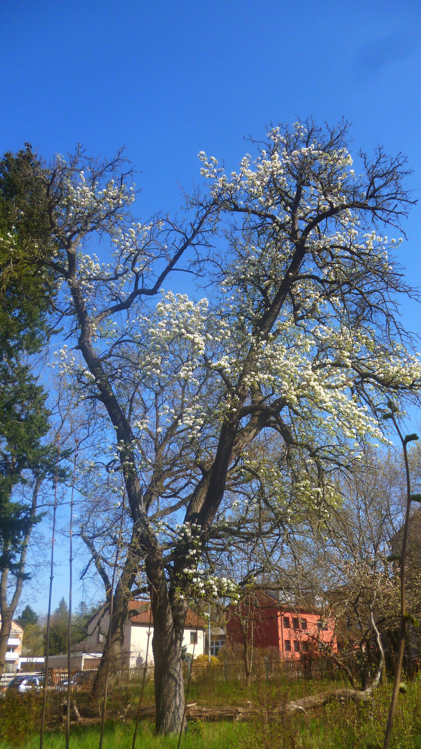Pyrus communis 'Aarer Pfundbirne' - Schwabach - 2021