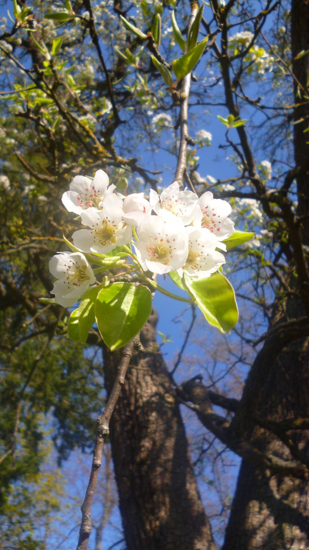 Pyrus communis 'Aarer Pfundbirne' - Schwabach - 2021