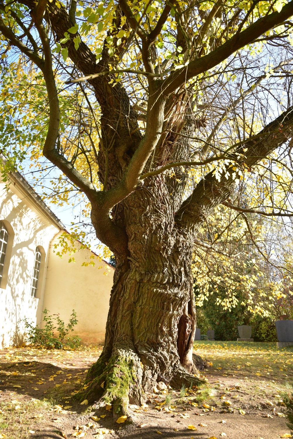 Morus alba - Birkholz - November 2018