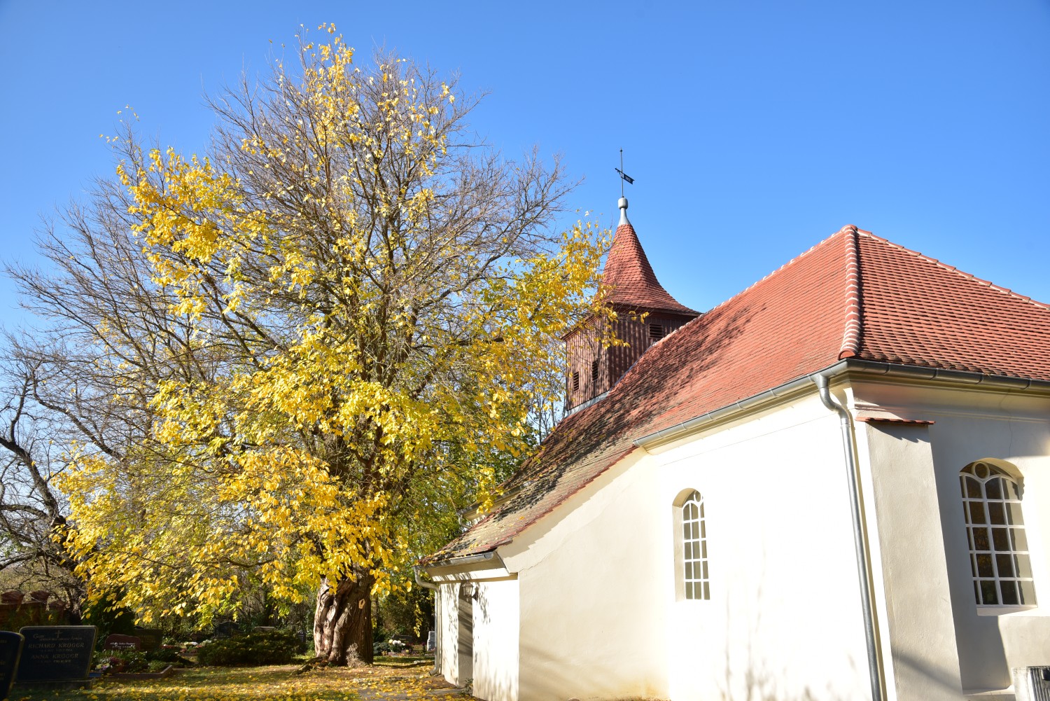 Morus alba - Birkholz - November 2018