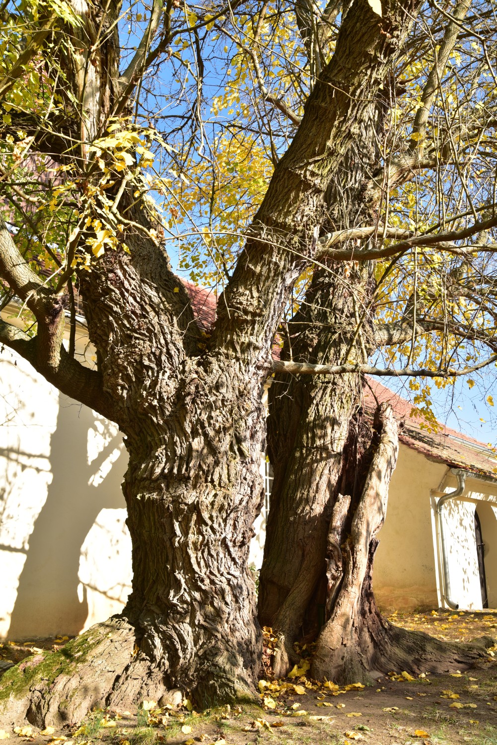Morus alba - Birkholz - November 2018