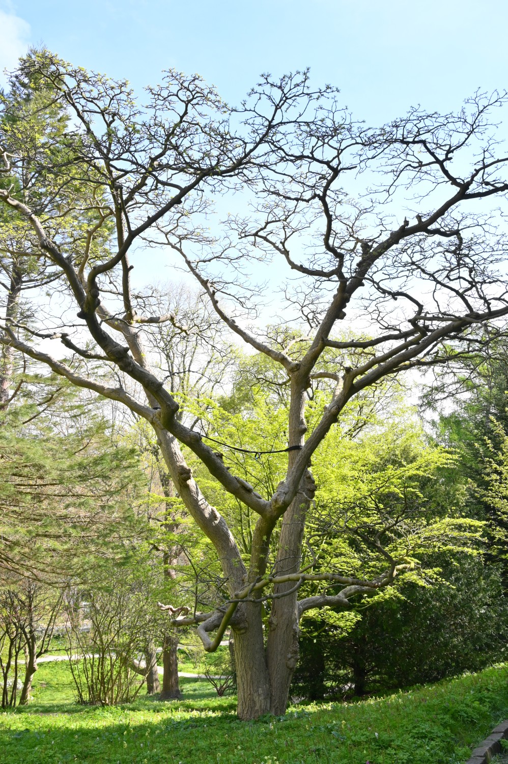 Phellodendron japoncium - Kiel, Alter Botanischer Garten - 2022