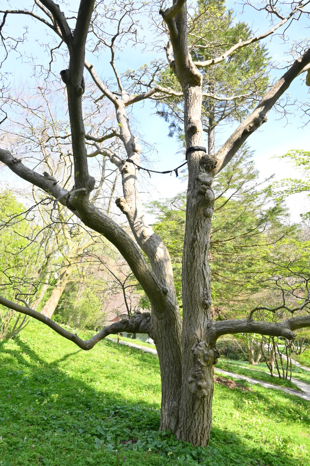 Phellodendron japoncium - Kiel, Alter Botanischer Garten - 2022