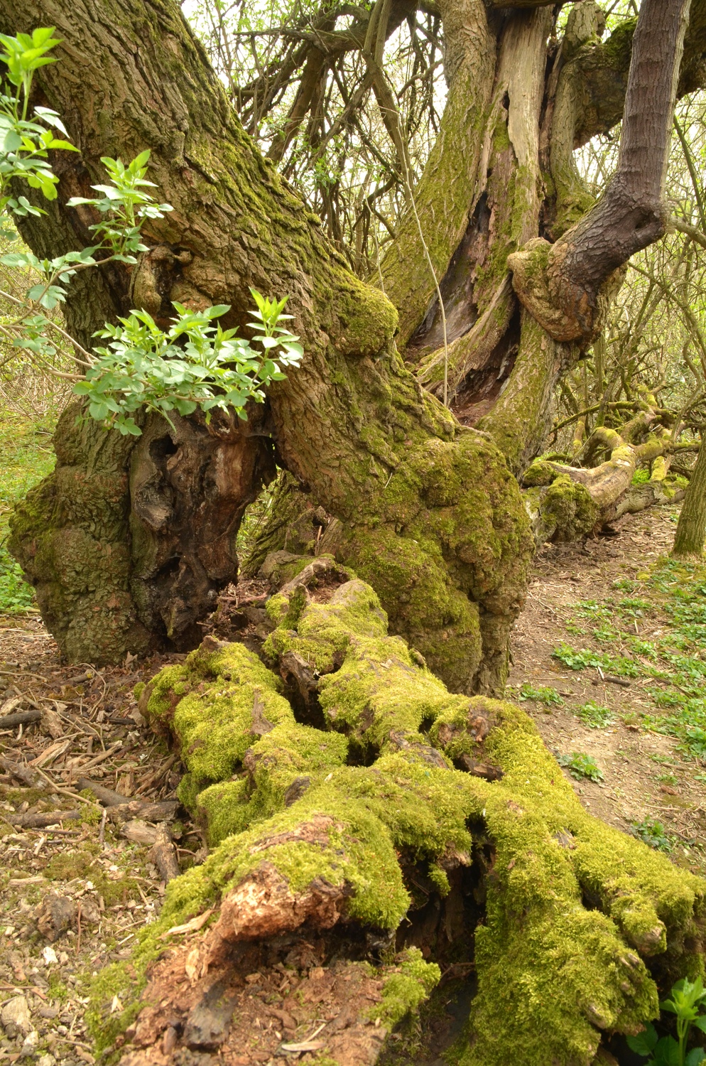 Maulbeerbaum Nr. 24 - Mannheim - 2021